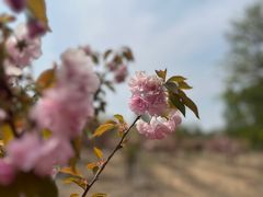 -黄河富景生态世界