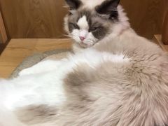 -滚猫咖啡·猫咖·猫友好撸猫(未来城店)