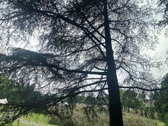 -上海滨江森林公园