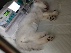 -安安宠医·安宠宠物医院