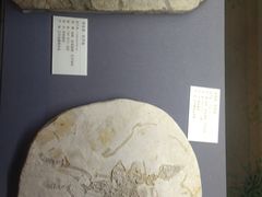 -天津自然博物馆