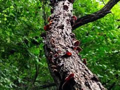 -北京西山国家森林公园