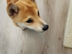 -浣熊柯尔鸭土拨鼠·电玩咖