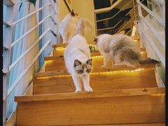 -喵喵咪呀布偶猫咖(春熙路店)