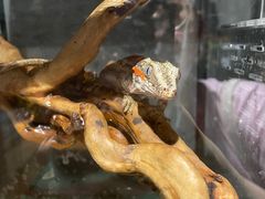 -酷以爬仙阁实体爬宠店·守宫·蜥蜴·专业繁育