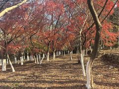 -白马涧龙池景区
