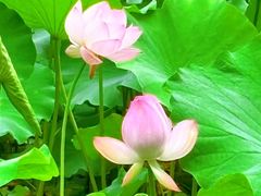 -陈家山荷花公园