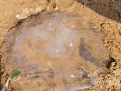 -东戴河风景区-止锚湾