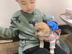-逗柴咖啡屋·狗咖猫咖宠物桌游