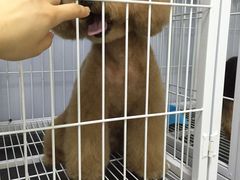 -宠爱有家宠物店(环镇北路店)