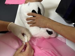 -北京观赏动物医院·24小时大型综合·猫专科·异宠专科