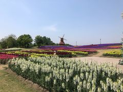 -杭州湾海上花田景区