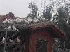 -北戴河集发农业梦想王国