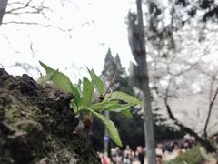 -武汉大学-樱园