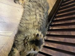 -蓝鲸·缅因猫舍