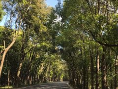 -上海海湾国家森林公园