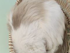 -怪兽屋·羊驼·猫咖·狗咖(俊华广场店)