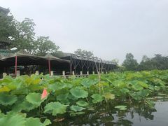 -桂湖森林公园