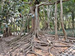 -中国科学院西双版纳热带植物园