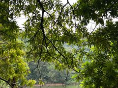 -中山市树木园