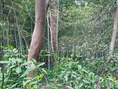 -上海佘山国家森林公园西佘山园