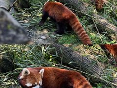 -都江堰中华大熊猫苑