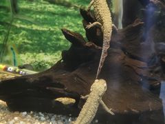-上海大自然野生昆虫馆(东方明珠·爬宠昆虫探索中心)