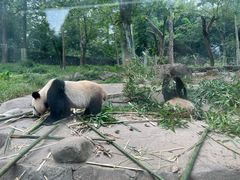 -都江堰中华大熊猫苑