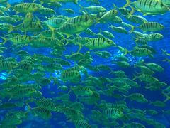 -上海海昌海洋公园
