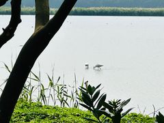 -大湾区中央湿地公园