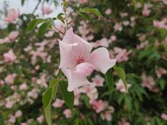 -仙海旅游度假区