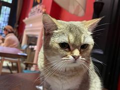 -猫色咖啡·猫咖