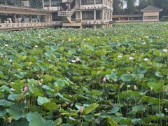 -荔湾湖公园
