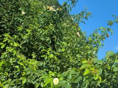 -亚龙湾国际玫瑰谷