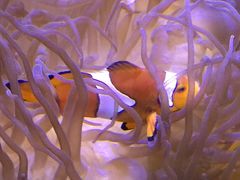 -悉尼海洋生物水族馆