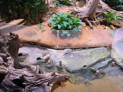 -正佳雨林生态植物园