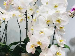 -双季花艺园艺市场(浦东店)