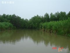 -大湾区中央湿地公园