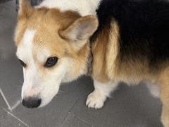 -联合动物医院(光谷诊疗中心)
