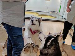 -Husky Go! 哈士奇体验馆·宠物咖啡厅狗咖