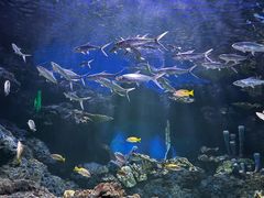 -华夏文旅海洋公园