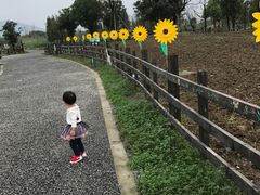 -田园东方蜜桃村的田野营地