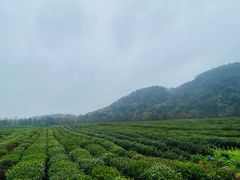 -中国茶叶博物馆(双峰馆区)