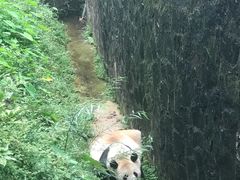 -都江堰中华大熊猫苑