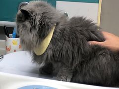 -关爱宠物医院·猫科中心·消化科(滨湖万达分院)