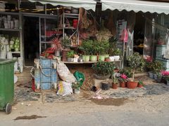 -沪花拾者(好再来花卉鲜花店)