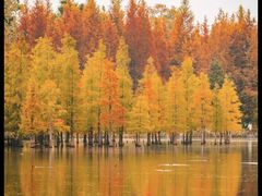 -白鹭湾湿地公园