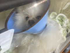 -谐和益家动物医院·免疫绝育·血液透析·宠保定点医院(高新伊藤分院)