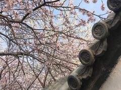 -桃花堤公园