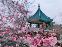 -无锡梅园公园
